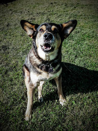 Portrait of dog on field