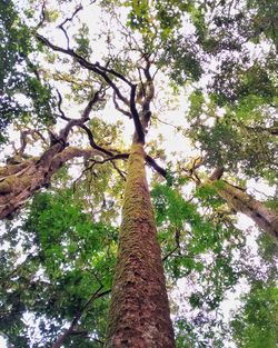 Low angle view of trees against sky