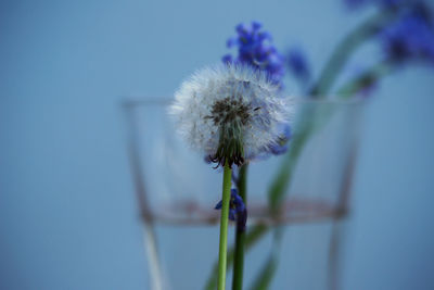 Close-up of dandelion against blue sky