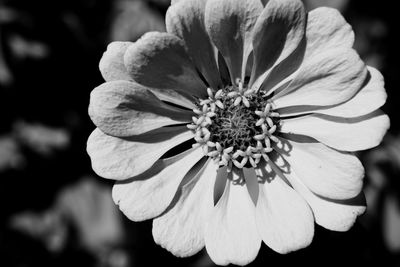 Close-up of white flowering plant