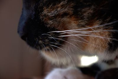 Close-up of a cat looking away