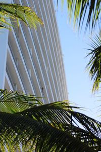 Low angle view of palm trees against sky