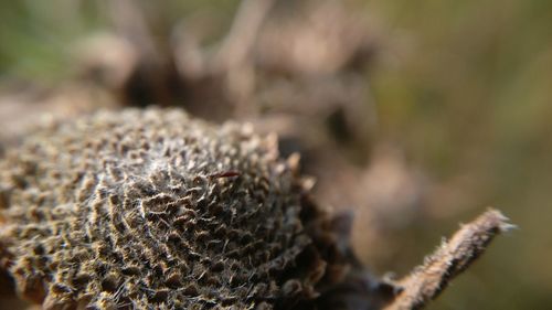 Close-up of plant