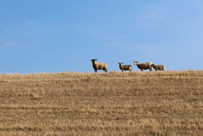 Flock of sheep on field