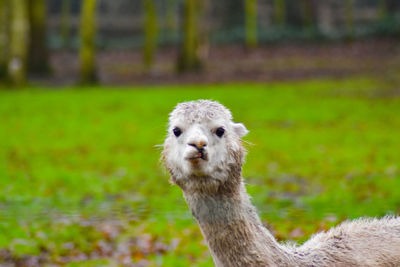 Close-up portrait of alpaca on field