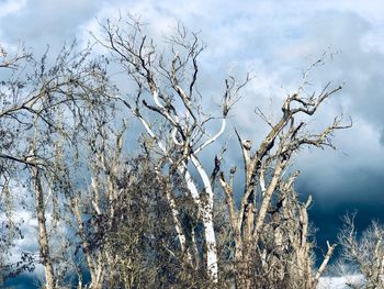 Low angle view of bare tree against sky