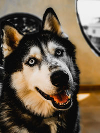 Close-up of a dog looking away