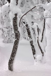 Snow covered trees