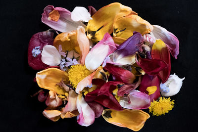 Close-up of wilted flower against black background