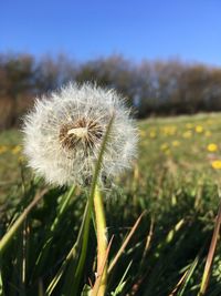 Close-up of dandelion flower on field