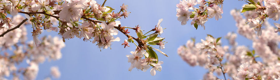 Low angle view of cherry blossom against sky