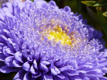 Close-up of purple flowering plant