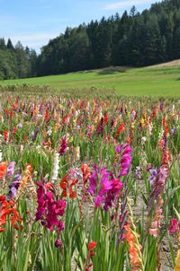 View of flowers growing in field