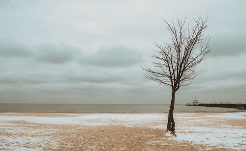 Bare tree on snow covered land against sky