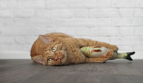 Close-up portrait of a cat lying on floor