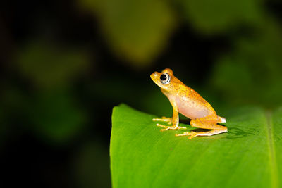 Close-up of frog on leaf