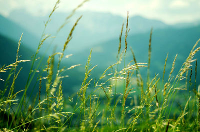 Close-up of grass on field against sky