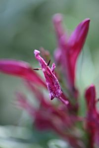 Close-up of pink flower blooming outdoors