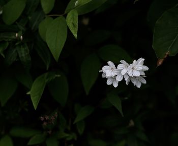 Close-up of white flowering plant