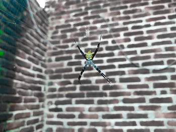 Close-up of insect on wall