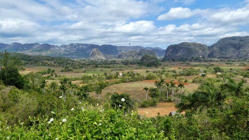 Scenic view of  landscape of viñales with mountain range of mogotes and tobacco fields 