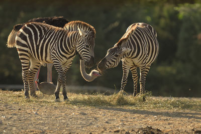 Zebras on field