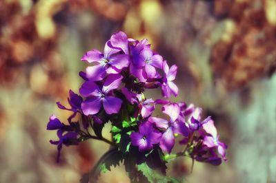 Close-up of purple flowering plant