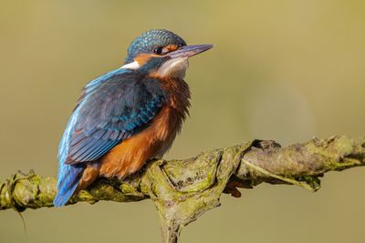 Close-up of bird perching on branch