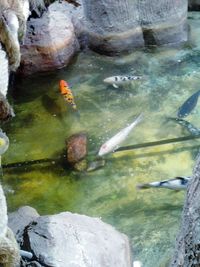 View of fish in water