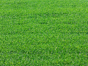 Full frame shot of soccer field