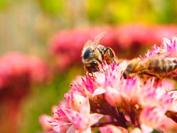 Close-up of bee on pink flower