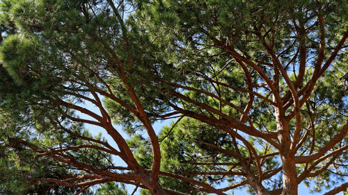 Low angle view of trees in forest