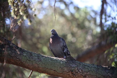 Low angle view of bird perching on branch