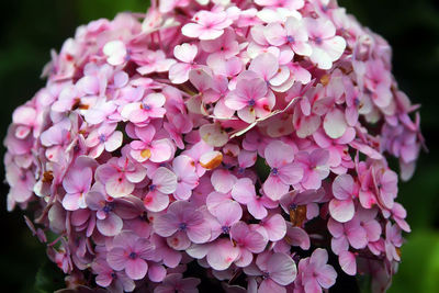 Close-up of pink hydrangea flowers