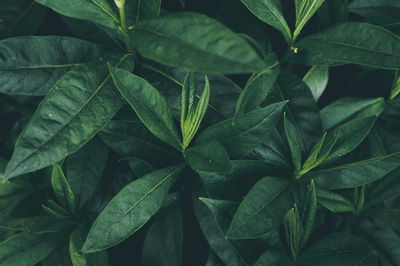 Full frame shot of green leaves