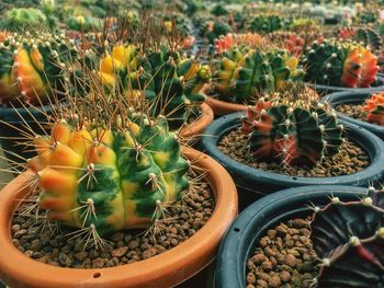 Close-up of potted cactus plants on field