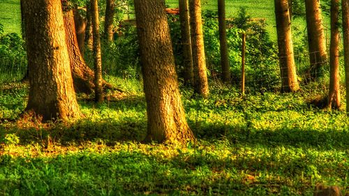 Trees in forest