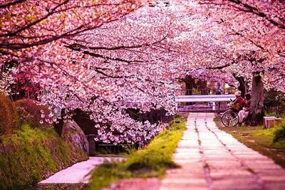 Pink flowers on tree trunk