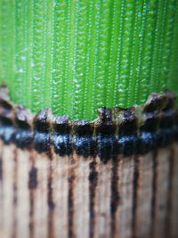 Close-up of plants against trees