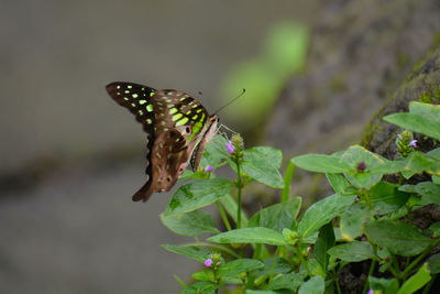 Close-up of butterfly on leaf