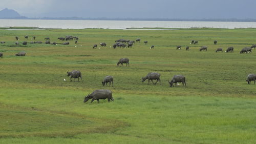 Herd of domestic animals grazing on meadow