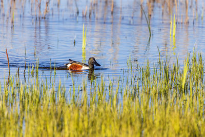 Duck swimming in lake