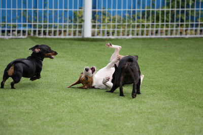 View of dogs running on grass