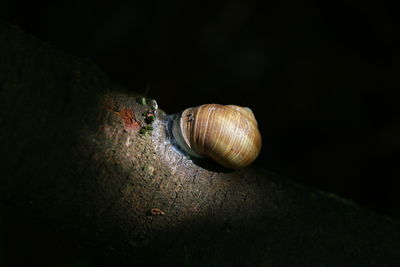 Close-up of snail