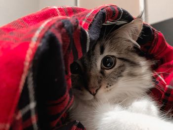 Close-up portrait of a cat