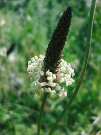 Close-up of white flowers