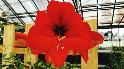 Close-up of red flower