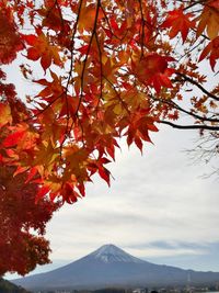 Low angle view of autumnal tree against sky