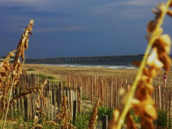 Close-up of grass by sea against sky