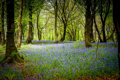 View of trees in forest